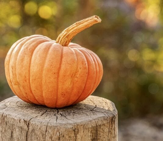 3 Best Pumpkin Desserts 3 Best Pumpkin Desserts