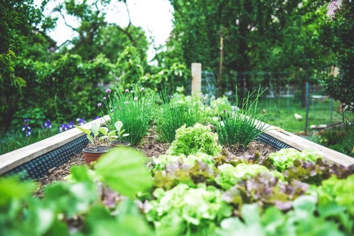 Tips for Starting a Backyard Garden
