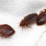 Bed Bug Removal