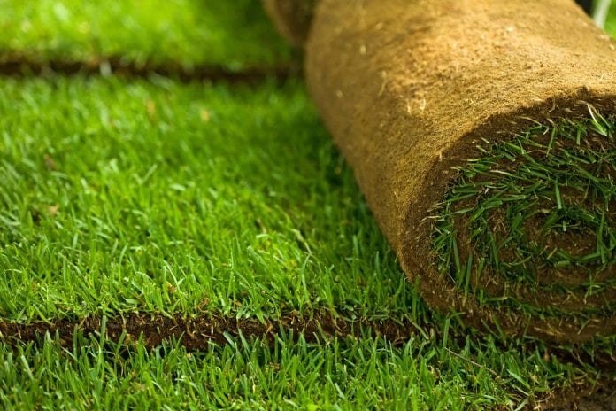 Having Issues With Shade Tolerant Sod? Ask These 10 Questions