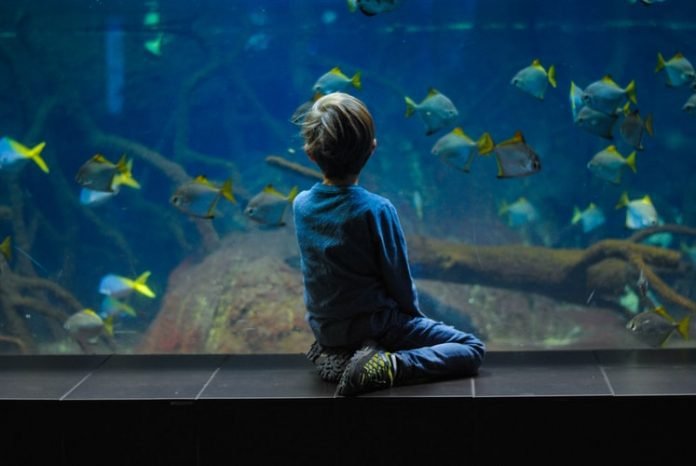 Everything You Need to Know About Types of Aquarium Tanks