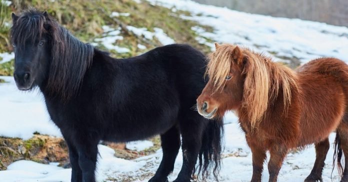 Shetland Ponies