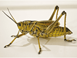 All you need to know about Grasshopper life cycle