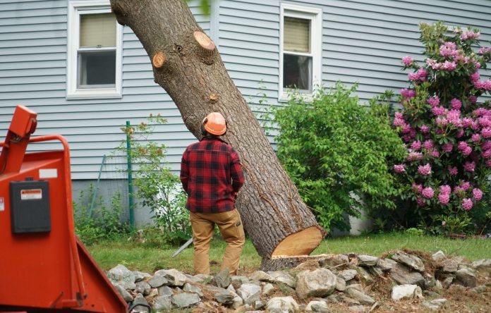 A Guide to Tree Removal