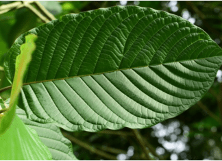 What Guidelines Should Every Sports Player Know Before Indulging In Kratom Products? What Guidelines Should Every Sports Player Know Before Indulging In Kratom Products?