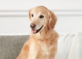 How to Calm a Restless Dog at Night: 7 Calming Tips Restless Dog