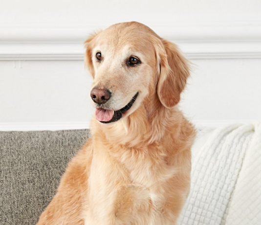 How to Calm a Restless Dog at Night: 7 Calming Tips Restless Dog