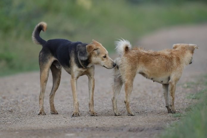 Dog Matting: the Annoying Pup Problem You Can Easily Manage