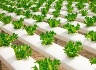 ECO-FARMING AND KRATOM: LEARN ABOUT THE CHANGING AGRICULTURE ECO-FARMING