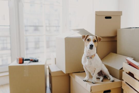 How to Move Pets Across the Country