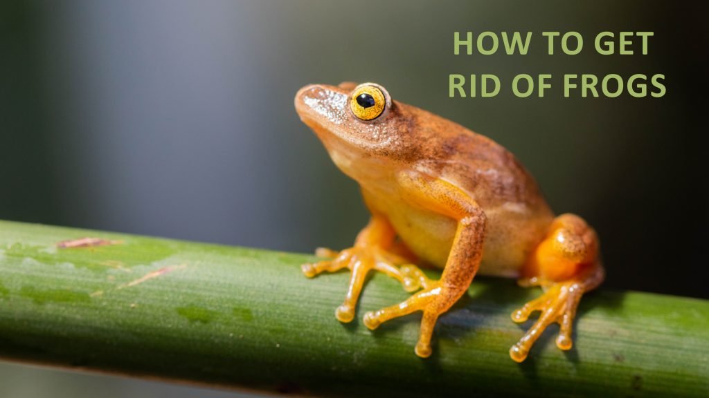 How To Get Rid Of Frogs In The Best Possible Way?