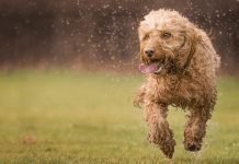 The Truth About Dogs – What You Need to Know To Make The Conversation Truth About Dogs