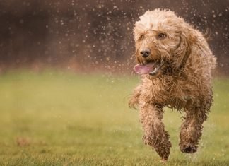 The Truth About Dogs – What You Need to Know To Make The Conversation Truth About Dogs