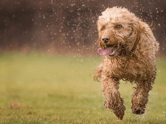 The Truth About Dogs – What You Need to Know To Make The Conversation Truth About Dogs