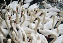 11 Tips for Duck Hunters Duck Hunters