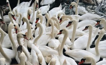 11 Tips for Duck Hunters Duck Hunters