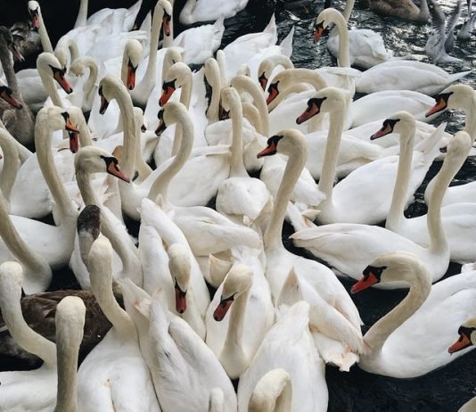 11 Tips for Duck Hunters Duck Hunters