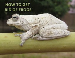 How To Get Rid Of Frogs With Simple Preventive Measures?