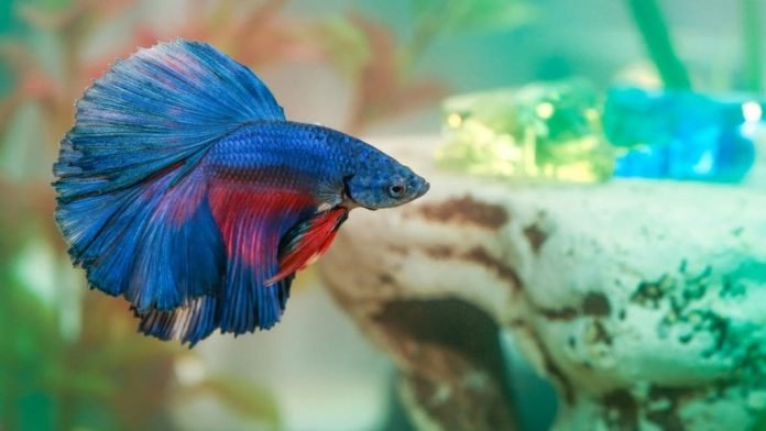 How to Identify Why Your Betta Fish is Swimming Fast