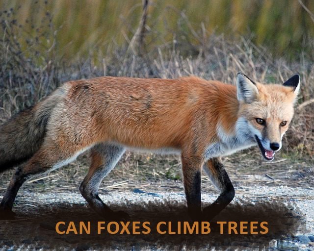 What are the problems associated with the foxes ?
