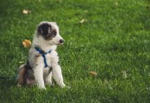 Rolled Leather Dog Leash: A Glamourous Option for Your Pet Rolled leather dog leash: a glamourous option for your pet