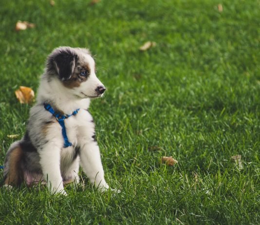 Rolled Leather Dog Leash: A Glamourous Option for Your Pet Rolled leather dog leash: a glamourous option for your pet