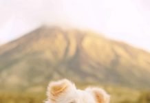 How to Keep Your Maltipoo Cool in the Summer How to Keep Your Maltipoo Cool in the Summer