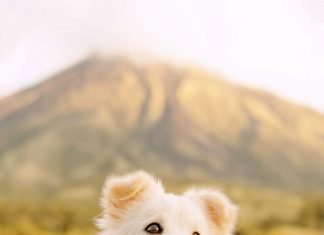 How to Keep Your Maltipoo Cool in the Summer How to Keep Your Maltipoo Cool in the Summer