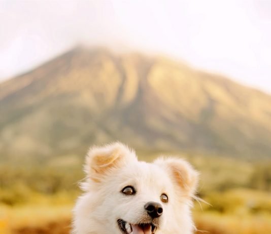 How to Keep Your Maltipoo Cool in the Summer How to Keep Your Maltipoo Cool in the Summer