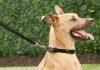 5 Different Types of Dog Leashes and How to Use Them Dog Leashes