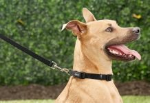 5 Different Types of Dog Leashes and How to Use Them Dog Leashes