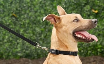 5 Different Types of Dog Leashes and How to Use Them Dog Leashes