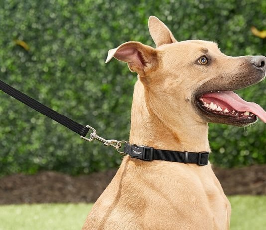 5 Different Types of Dog Leashes and How to Use Them Dog Leashes