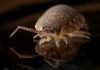 6 Best Options for Getting Rid of Bed Bugs Rid of Bed Bugs