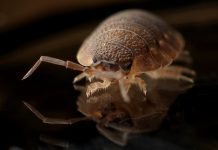 6 Best Options for Getting Rid of Bed Bugs Rid of Bed Bugs