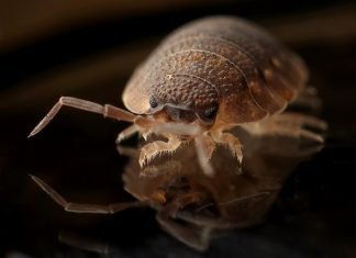 6 Best Options for Getting Rid of Bed Bugs Rid of Bed Bugs
