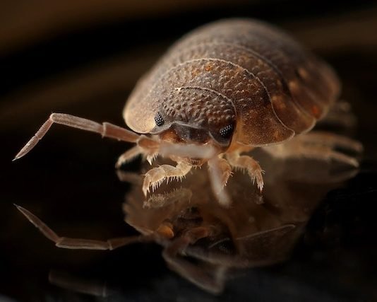 6 Best Options for Getting Rid of Bed Bugs Rid of Bed Bugs