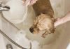 How Can Following Home-Plumbing Tips Help Improve the Well-Being of Your Pet? Home-Plumbing