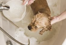 How Can Following Home-Plumbing Tips Help Improve the Well-Being of Your Pet? Home-Plumbing