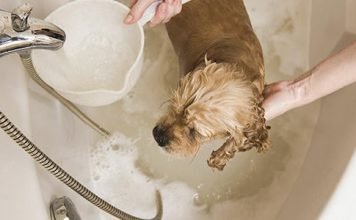 How Can Following Home-Plumbing Tips Help Improve the Well-Being of Your Pet? Home-Plumbing