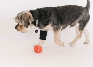 Four Reasons Why Dogs Wear CCL Brace Dogs Wear CCL Brace