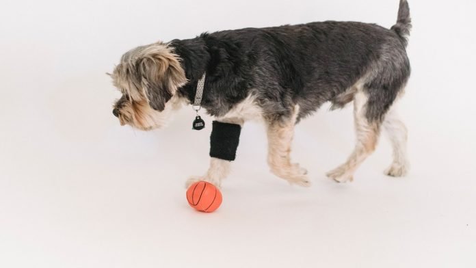 Dogs Wear CCL Brace