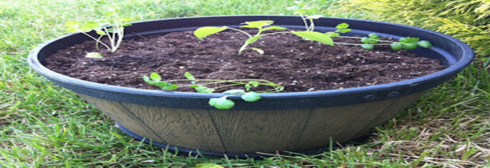 Ants In Planter