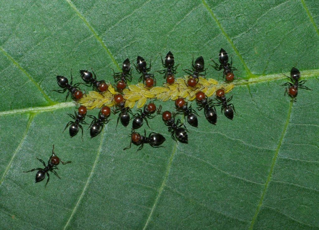 Natural ant control techniques