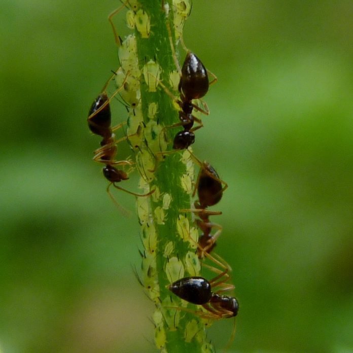 How To Get Rid Of Ants In Plants