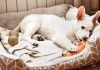 Prioritize your pet’s comfort and buy pet beds