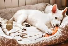 Prioritize your pet’s comfort and buy pet beds