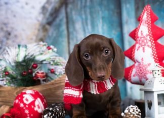 What to Consider When Gifting a Puppy During Christmas Gifting a Puppy