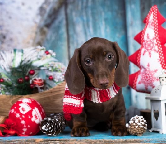 What to Consider When Gifting a Puppy During Christmas Gifting a Puppy