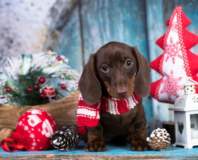 Gifting a Puppy